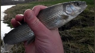 DRUMLANRIG FISHING FOR GRAYLING  FEB 22ND 2014 [upl. by Lamdin370]