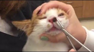 Removing Enormous Botfly From A Kittens Nose Part 9  Paws Addict [upl. by Ilocin]