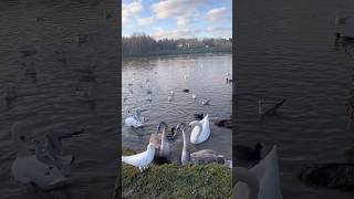 The lake scene includes mandarin ducks swans pigeons ducks amp seagullsetc🇬🇧湖景有鴛鴦天鵝鴿子和海鷗￼等 [upl. by Ralip]