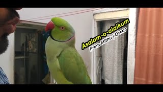 Talking Parrot Saying Allah Ho and Many more words  PBI Official [upl. by Quickel]