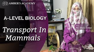 A Level Biology Transport in Mammals  Cambridge 9700  Part 2 [upl. by Canica]