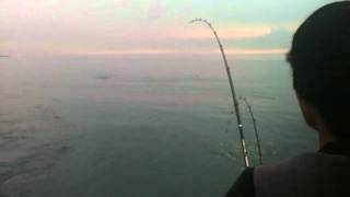 Windycitysalmoncom  Fish on Coho Fishing [upl. by Neve206]