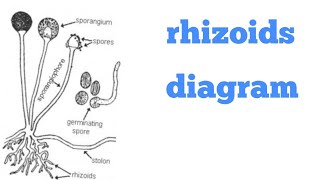 how to draw rhizoids diagram [upl. by Eanrahc]