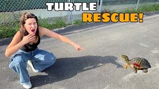 INJURED TURTLE FOUND ALL ALONE [upl. by Macintosh947]