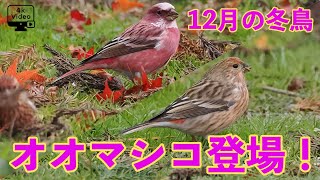 12月の野鳥観察・冬鳥「オオマシコ」登場！真っ赤な雄は魅力的です！ [upl. by Akenet]