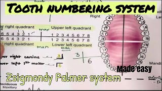 TOOTH NUMBERING SYSTEM  Zsigmondy Palmer system  Dental anatomy [upl. by Nomzaj]