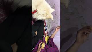 Kittu wants to eat Gujiya😅😅😅 dogshorts dog doglover cutedoglovers [upl. by Joyann]