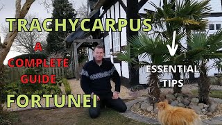 Trachycarpus Fortunei A COMPLETE GUIDE [upl. by Nomead735]