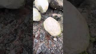 Goonies geology 101 Concretions in mudstone [upl. by Loralie]