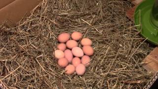 Setting fertile eggs under a broody hen [upl. by Dafna]