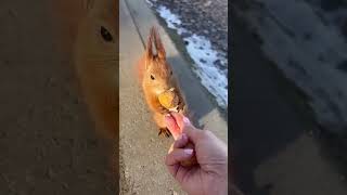 Adorable Squirrel Spots Human With Snacks shorts [upl. by Reehsab]