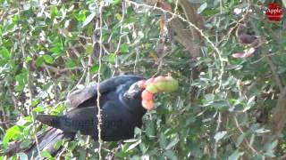 Camachile Fruit  seema chintha kaya  indian fruit [upl. by Mcadams]