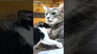 Adorable mischievous rescued kitten surprised a big cat  Compilation shorts [upl. by Euqinu]