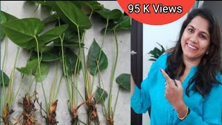 Anthurium plant propagation  repot Anthurium plant  How to propagate anthurium plant  anthurium [upl. by Shulins]