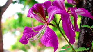 National Flower of Hong Kong  Bauhinia Blakeana or Orchid Bauhinia [upl. by Aivalf63]