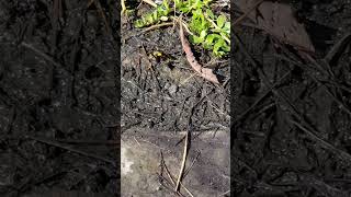 Backyard bug hunt  yellow legged mud dauber [upl. by Poole]