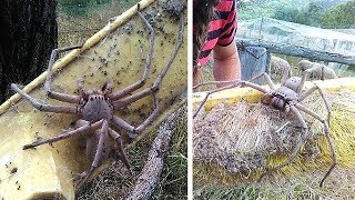 Frau rettet riesige Monster Spinne und setzt sie frei  Schaut was passiert ist [upl. by Poirer]