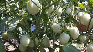 🍅 Syngenta tomato 6242 [upl. by Sabella]