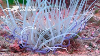 Cnidarios un caleidoscopio de biodiversidad [upl. by Partridge197]