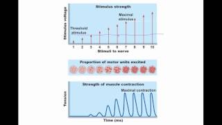 Muscle Tissue  Contraction and Action Potential Part 2  Lecture 8 [upl. by Winni790]