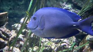 Acanthurus coeruleus  Bloch amp Schneider 1801  acanthuridae  Chirurgien bleu  Paris  032015 [upl. by Assirem]