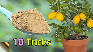 10 TRICKS TO GROW LOTS OF LEMONS  HOW TO GROW LEMON TREE IN POT  CITRUS TREE CARE [upl. by Akiemat]