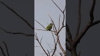 Coppersmith Barbet birds birdsvideo birdslife poop birdwatching morningvibes urbanwildlife [upl. by Nilyaj]