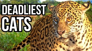 Ranking All 5 Big Cats From Least Deadly To Deadliest [upl. by Palmer]