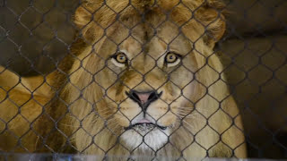 HUGE Male Lion Shocks Audience with Display  Oregon Zoo [upl. by Atnovart658]