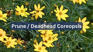 How To Prune or Deadhead Tickseed Coreopsis [upl. by Berriman]