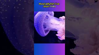 Jellyfish Have NO BRAIN OR HEART🪼🪼🌊 animals animalfacts shorts [upl. by Lansing]