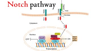 Notch signaling pathway [upl. by Nosreme]