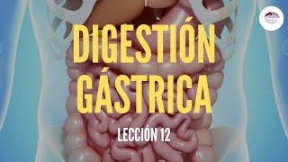 12 LA DIGESTIÓN GÁSTRICA ESTRUCTURA Y FUNCIÓN DEL SISTEMA DIGESTIVO [upl. by Lladnyk142]