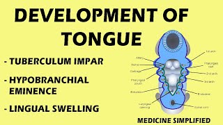 Development of Tongue  Tongue development  Tongue Anatomy medicine [upl. by Avaria]