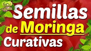 Enfermedades Que Cura La Semilla De Moringa Planta Medicinal Conoce Sus Propiedades Curativas [upl. by Gamaliel]