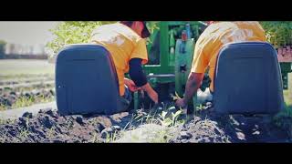 Planting Florida Sun Grown Tobacco [upl. by Solomon]