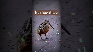 Adorable Cockatiel Skylers Dance Party  Cute Bird Dances on YTShorts 🎉🦜 [upl. by Leseil336]