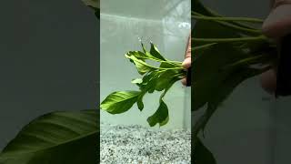 🚨NEW ANUBIAS🚨ANUBIAS HETEROPHYLLA Aquarium Plant For Sale [upl. by Avah]