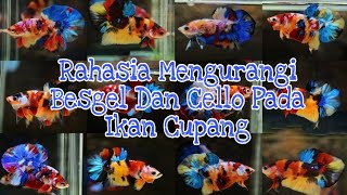 Cara Setting Indukan Cupang Multicolor Agar Mendapatkan Anakan Berkualitas [upl. by Carrissa]