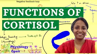 Functions of glucocorticoids Cortisol functions physiology  Endocrine system physiology [upl. by Akinna898]