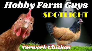 HFG Farm Animal Spotlight Vorwerk Chicken [upl. by Terrye]