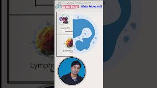 सफेद कण का हमारे शरीर में क्या महत्व है  White blood cells  types life span function [upl. by Ahsiekim]