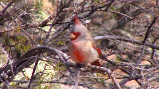 Desert Cardinal  Pyrrhuloxia  Saguaro National Park [upl. by Ecart]