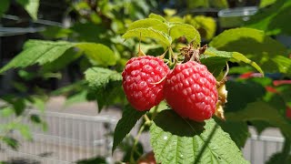 Raspberry Rubus idaeus [upl. by Eiro308]