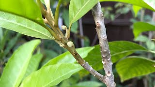 Canistel  Egg fruit plant  Pouteria campechiana [upl. by Eitsud]