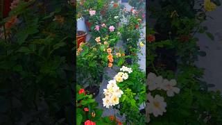 Terrace garden rose plants  8 month old rose plants  Rosegardening beautiful plants [upl. by Troth]