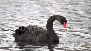 Digiscoping Australian Birds 1  Swarovski STM80HD TLS800 Canon 7D [upl. by Mart]