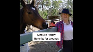 Manuka Honey Benefits for Vets amp Pets [upl. by Naashar]