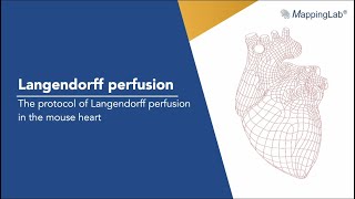 Langendorff perfusion  the protocol of Langendorff perfusion in the mouse heart [upl. by Idnak734]