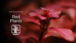 Top 5 Red Aquarium Plants [upl. by Aiksa678]